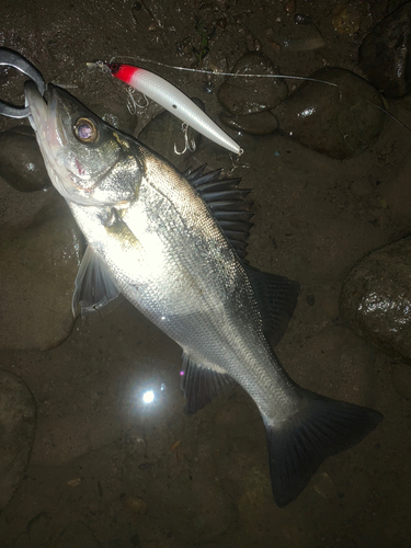 ヒラスズキの釣果