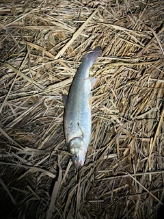 ウグイの釣果