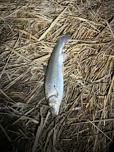 ウグイの釣果