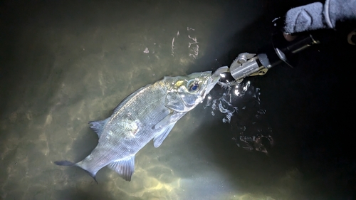 セイゴ（ヒラスズキ）の釣果