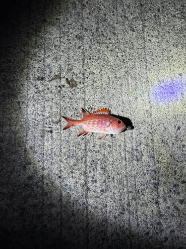 タイの釣果