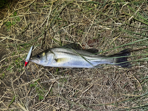 セイゴ（マルスズキ）の釣果