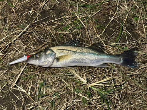 セイゴ（マルスズキ）の釣果