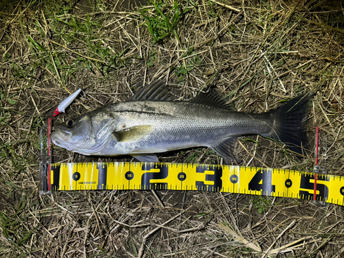 フッコ（マルスズキ）の釣果