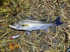 フッコ(マルスズキ)の釣果