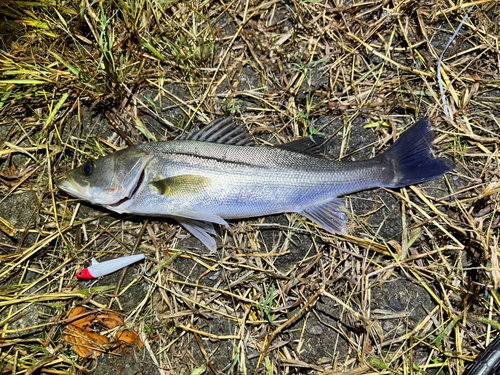 フッコ（マルスズキ）の釣果