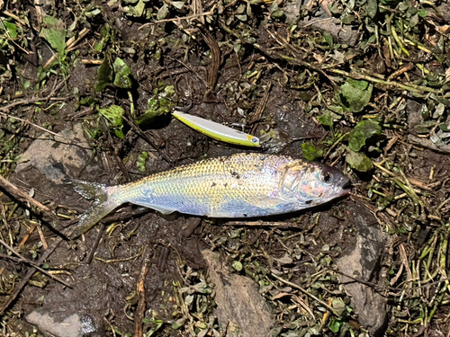 コノシロの釣果