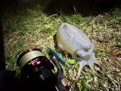 シリヤケイカの釣果