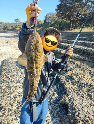 マゴチの釣果