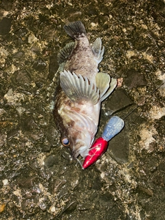 クロソイの釣果