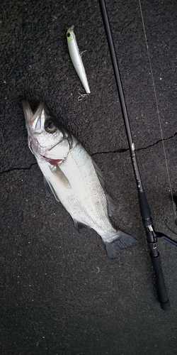 ヒラスズキの釣果