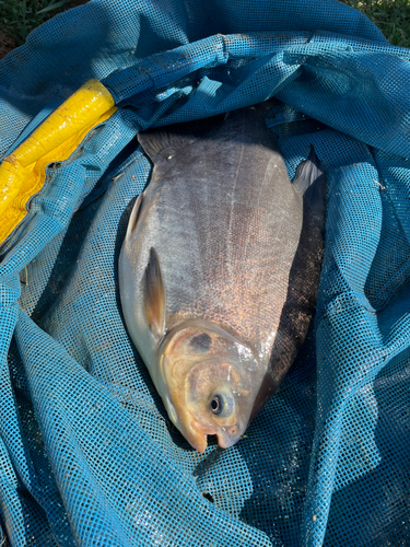 釣果