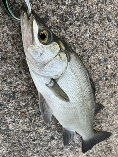 ヒラスズキの釣果