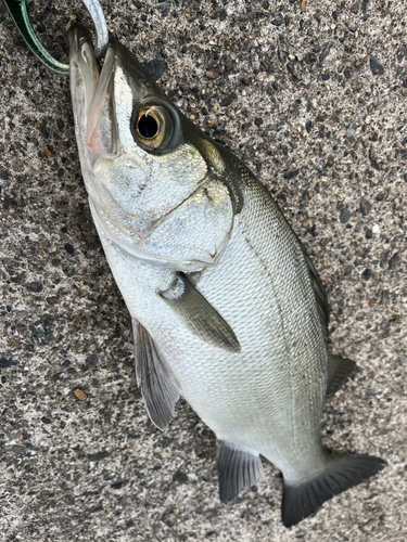 ヒラスズキの釣果