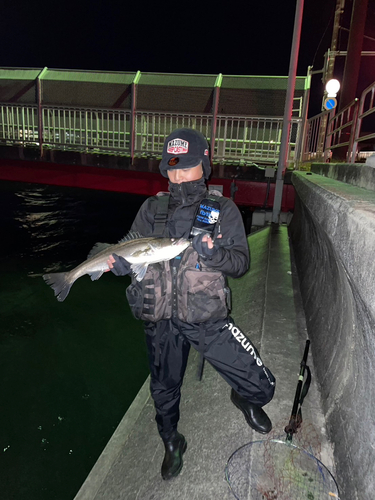 シーバスの釣果