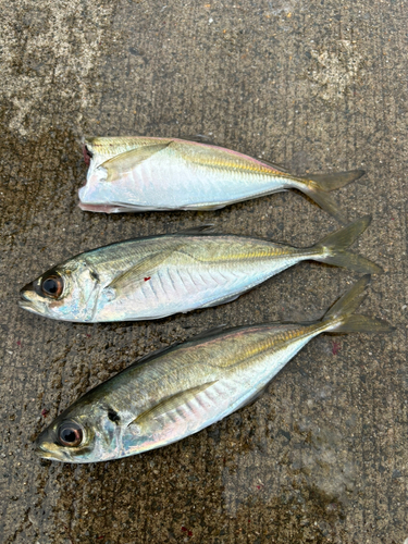 マアジの釣果