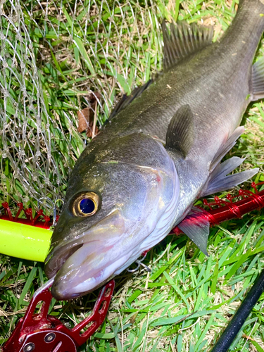 フッコ（マルスズキ）の釣果