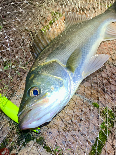 フッコ（マルスズキ）の釣果