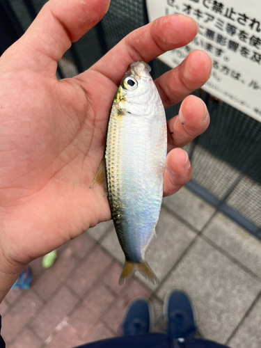 豊洲ぐるり公園