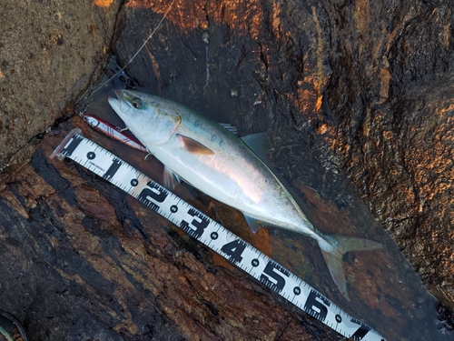 ハマチの釣果