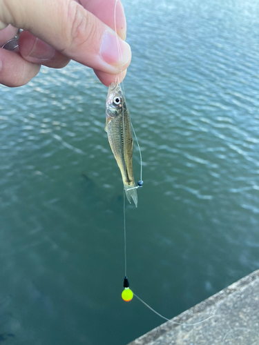 クチボソの釣果