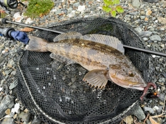 アイナメの釣果