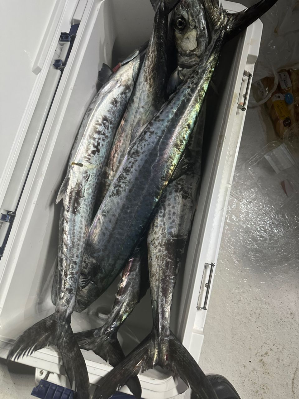 Ryo Kさんの釣果 3枚目の画像