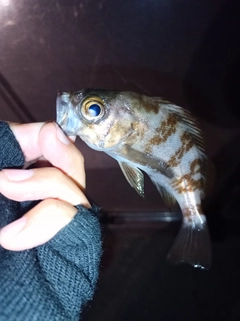 メバルの釣果