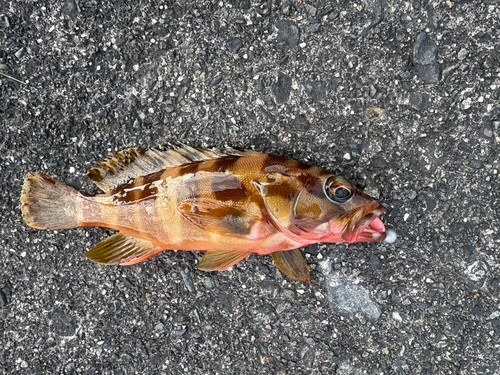 アカハタの釣果