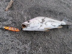 ニベの釣果