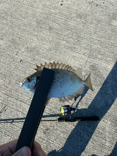 アイゴの釣果