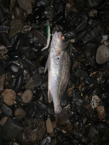 ニベの釣果