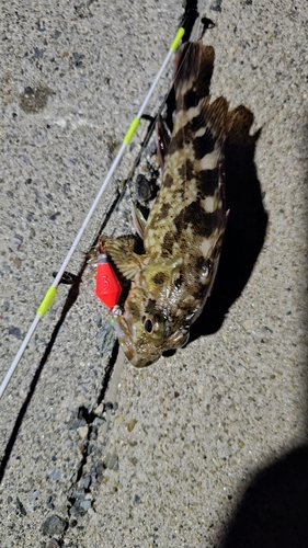 カサゴの釣果