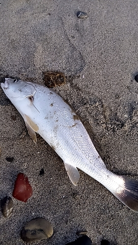 ニベの釣果