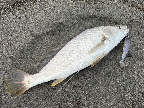 ニベの釣果