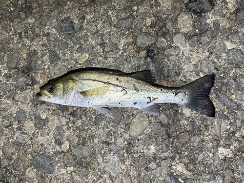 セイゴ（マルスズキ）の釣果