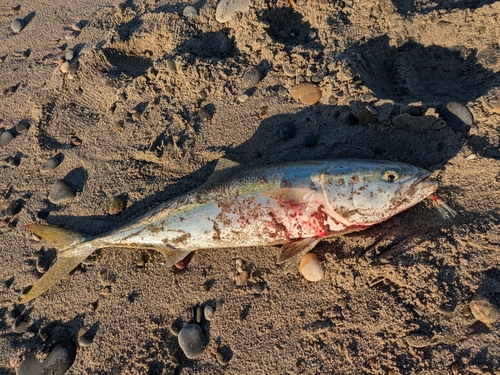 ワラサの釣果