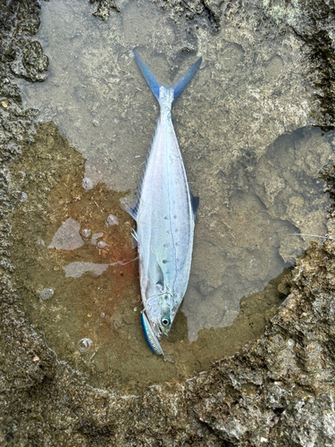 イケカツオの釣果