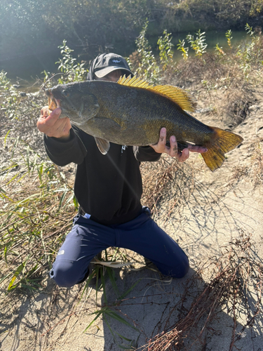 スモールマウスバスの釣果