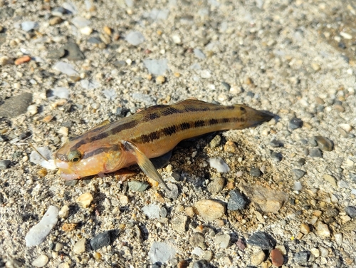 カジカの釣果