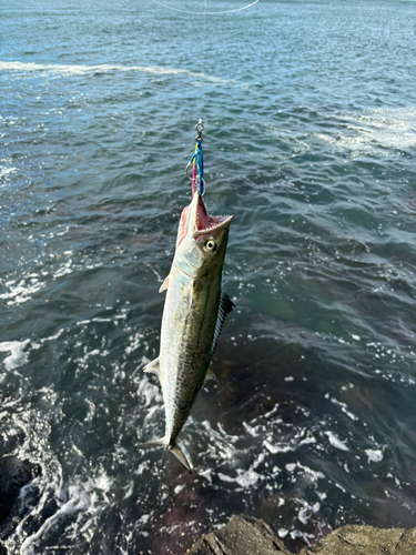 サゴシの釣果