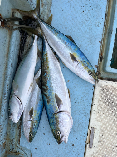 ハマチの釣果