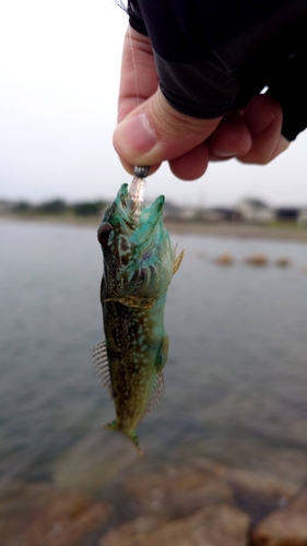 ハゼの釣果