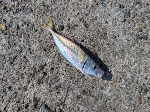 椎谷海浜公園