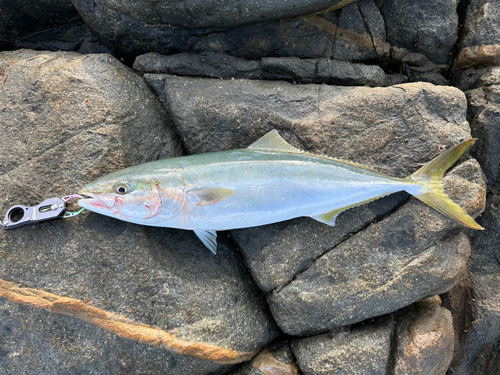 メジロの釣果