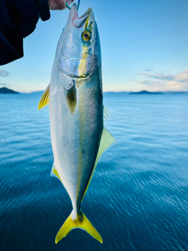 ハマチの釣果