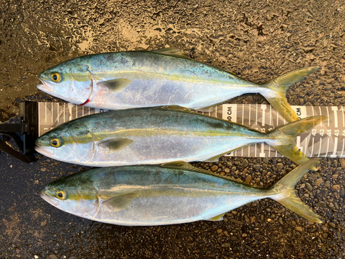 イナダの釣果