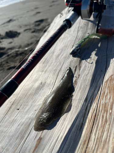 シタビラメの釣果