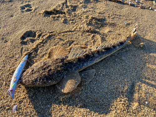 マゴチの釣果