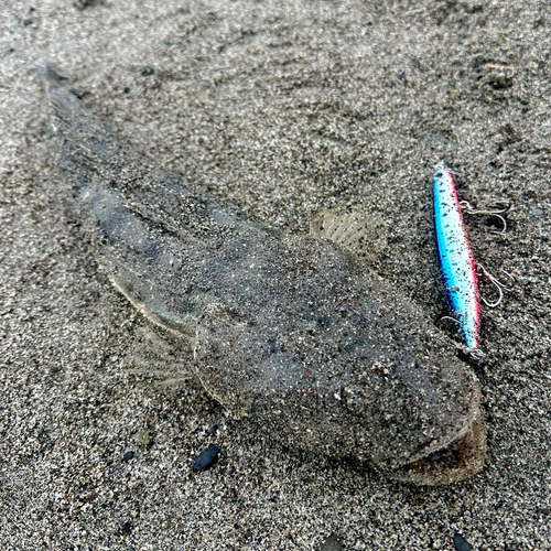 マゴチの釣果